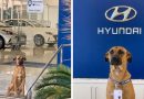 Hyundai adopts street dog and makes him car salesman