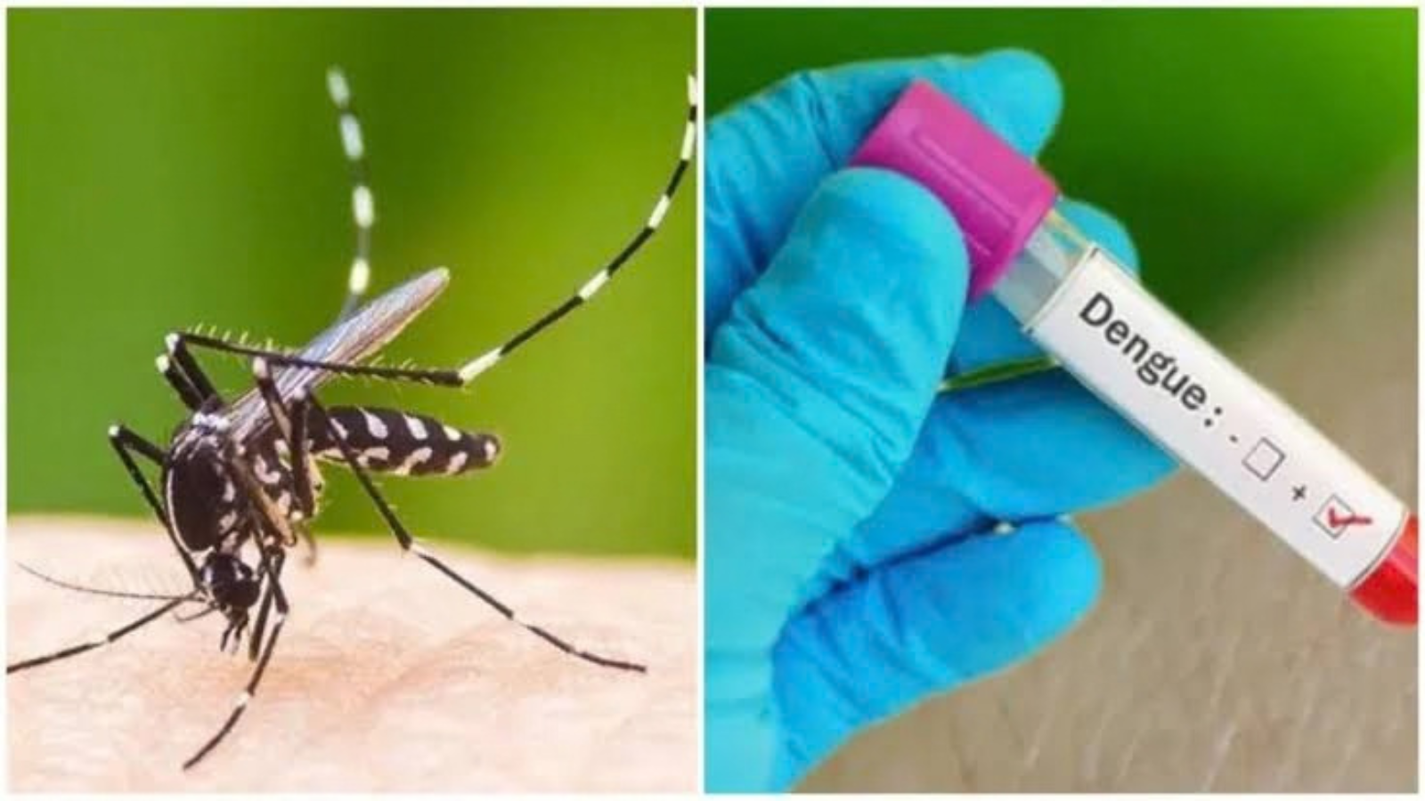 Mosquito breeding prevention and vector control measures in Delhi